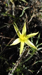 Pauridia serrata serrata