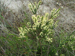 Struthiola striata