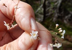 Eriogonum spergulinum