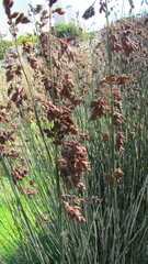 Thamnochortus spicigerus