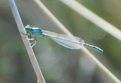 Ischnura damula