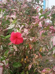 Hibiscus