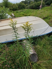 Solidago
