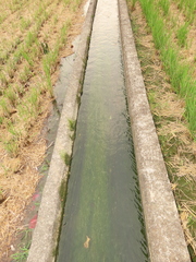 Potamogeton octandrus