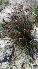 Thamnochortus punctatus