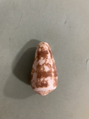 Conus striatus