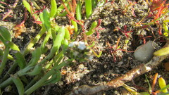 Thesium frisea