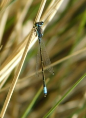Ischnura damula