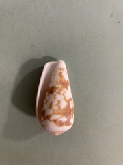 Conus striatus