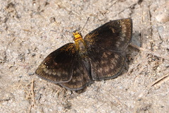 Bolla cupreiceps