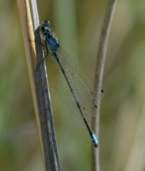 Ischnura damula