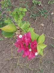 Bougainvillea