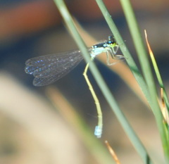 Ischnura damula