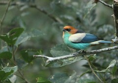 Stilpnia peruviana