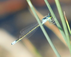 Ischnura damula