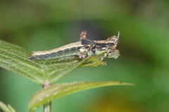 Eumastacini