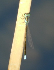 Ischnura damula