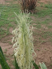 Sansevieria longiflora