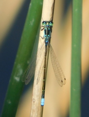 Ischnura damula