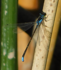 Ischnura damula