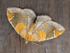 Eulithis pyropata