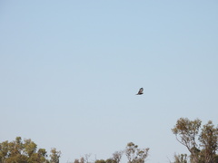 Hamirostra melanosternon