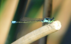 Ischnura damula