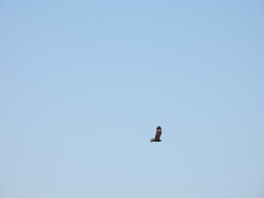 Hamirostra melanosternon