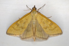 Mecyna flavalis