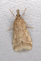 Eudonia pallida