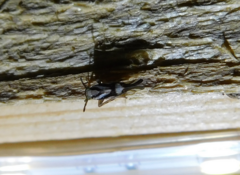 Delphax crassicornis