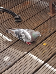 Columba livia domestica