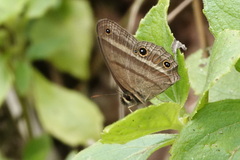 Cissia proba