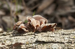 Auricularia auricula-judae