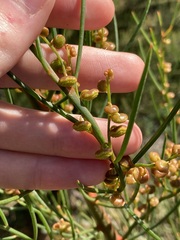 Gyrostemon racemiger