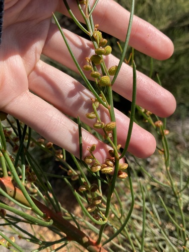 Gyrostemon racemigerus (Gyrostemon racemigerus)