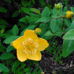 Hypericum × hidcoteense