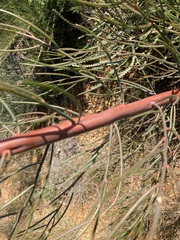 Gyrostemon racemiger