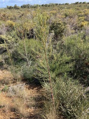 Gyrostemon racemiger