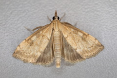 Udea elutalis