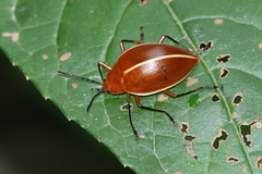 Ellipticus dorbignyi