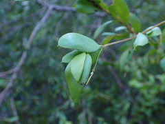 Persoonia oblongata