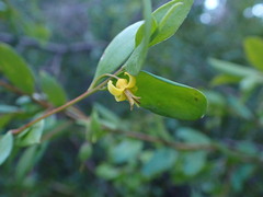 Persoonia oblongata