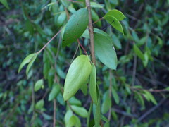 Persoonia oblongata