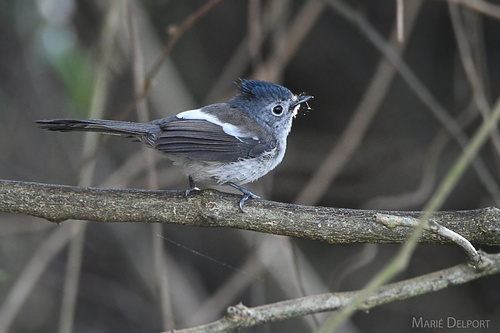 Trochocercus cyanomelas