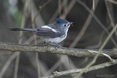 Trochocercus cyanomelas cyanomelas
