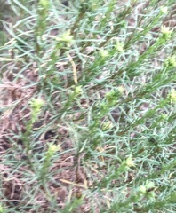 Ericameria pinifolia