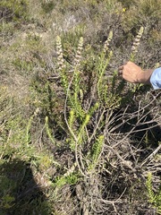 Hemiphora bartlingii