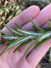 Hemiphora bartlingii