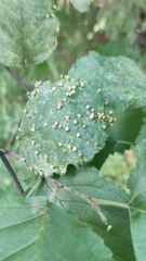 Eriophyes alniincanae